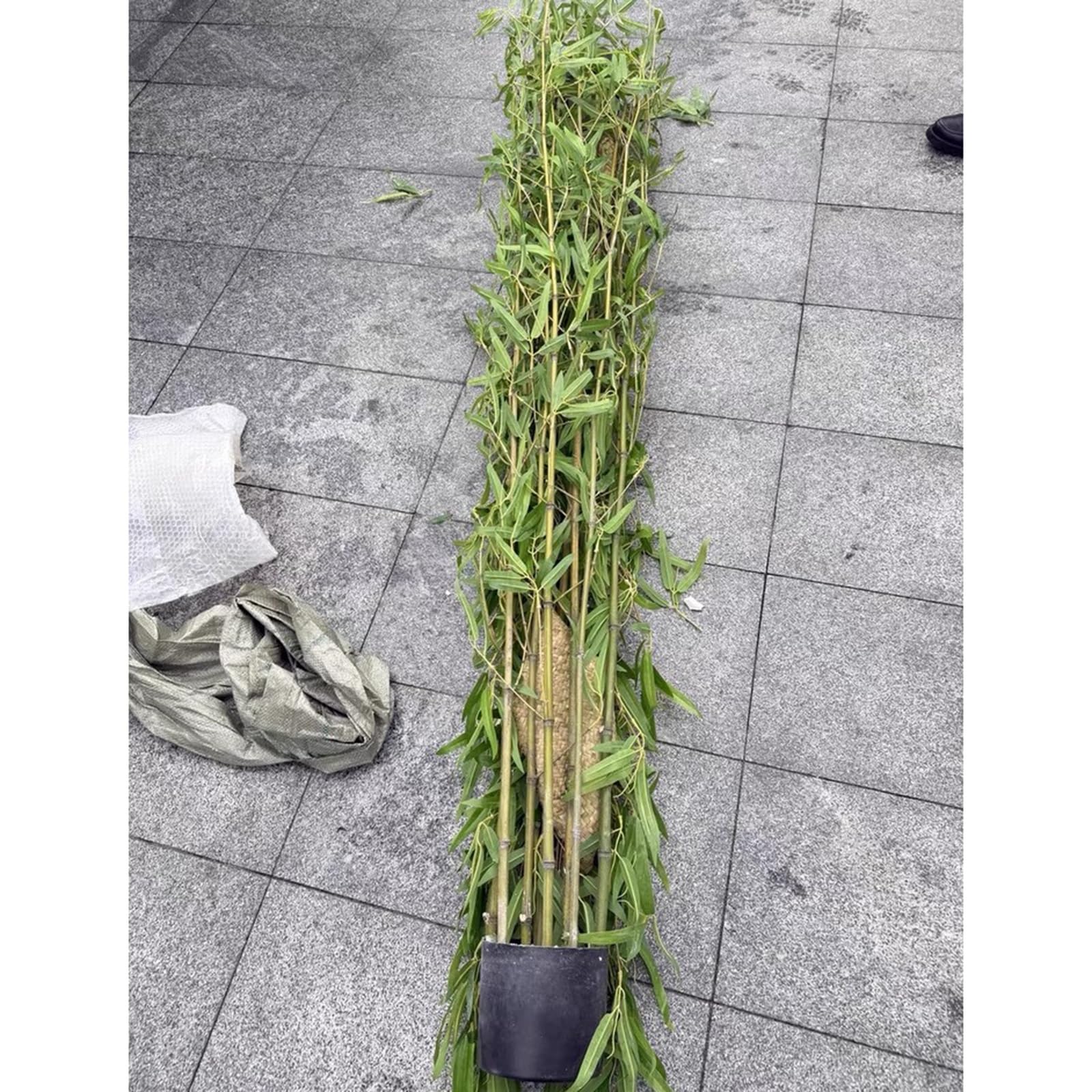 Amazon.com: CHZDPP Artificial Bamboo Plant for Restaurant